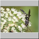 Achaius oratorius - Schlupfwespe m01f 15mm - OS-Hellern Wiese det06.jpg